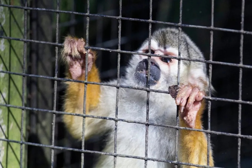 Zoochosis Explained: Why Some Captive Animals Pace, Pluck, and Repeat