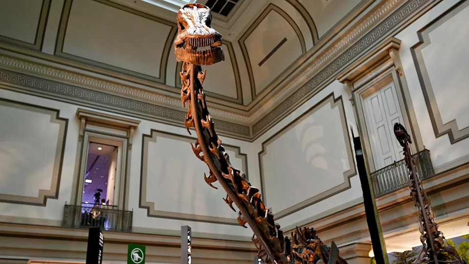 Diplodocus Fossils Unearthed During Parking Lot Work at Dinosaur National Monument — First Discovery in Over a Century