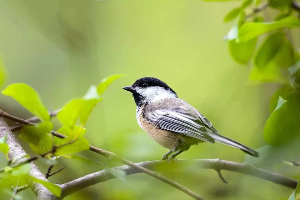 Survive or Starve: How Chickadees Remodel Their Brains Each Winter