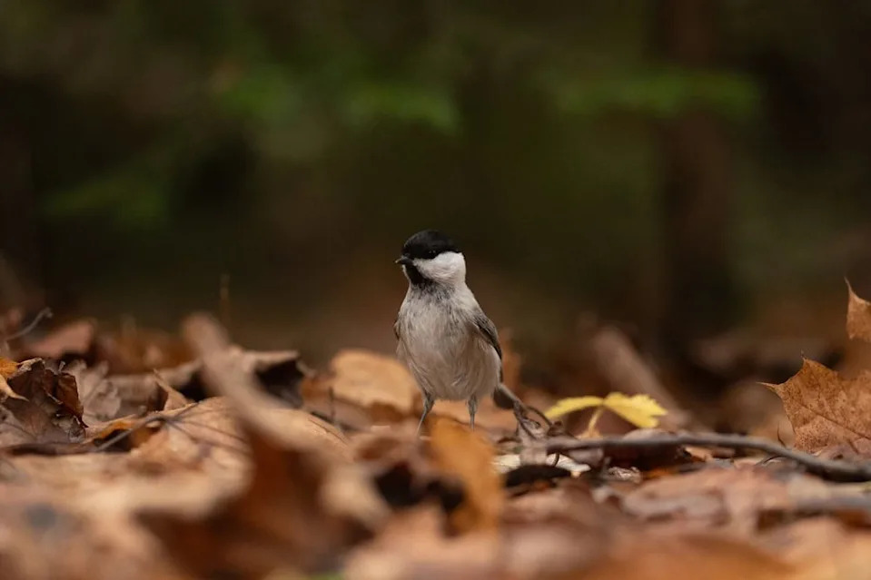 Survive or Starve: How Chickadees Remodel Their Brains Each Winter