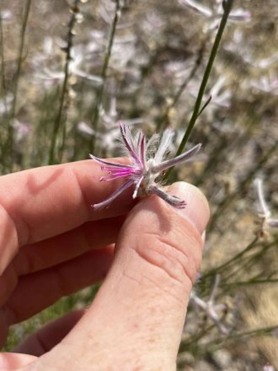 Presumed-Extinct Shrub Ptilotus senarius Rediscovered In Northern Queensland After 58 Years