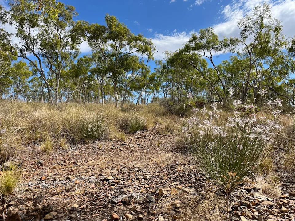 Presumed-Extinct Shrub Ptilotus senarius Rediscovered In Northern Queensland After 58 Years