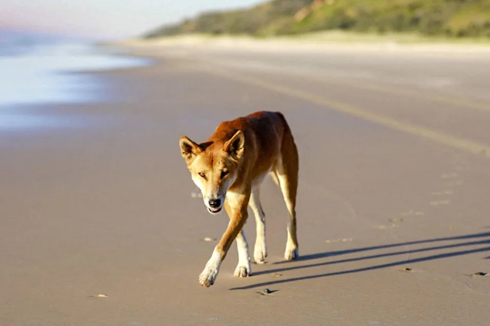 19-Year-Old Canadian Found Dead On K'gari Beach Surrounded By Dingoes; Police Describe Scene As 
