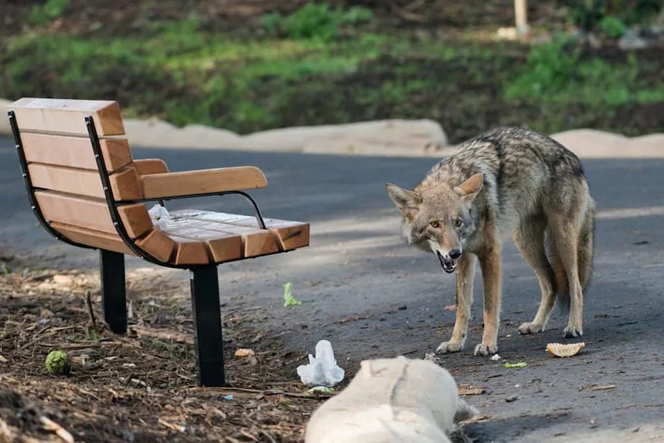 Social Bonds in Coyotes: Lifelong Pairing, Family Life and How They Respond to Loss