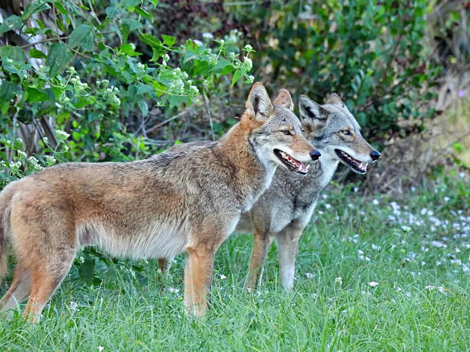Social Bonds in Coyotes: Lifelong Pairing, Family Life and How They Respond to Loss