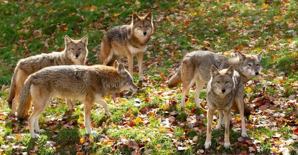 Social Bonds in Coyotes: Lifelong Pairing, Family Life and How They Respond to Loss
