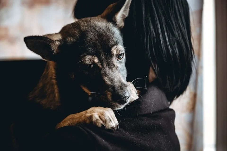 Social Bonds in Coyotes: Lifelong Pairing, Family Life and How They Respond to Loss
