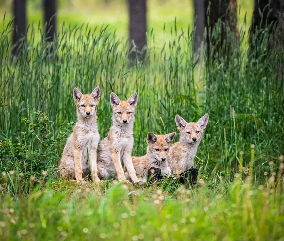 Social Bonds in Coyotes: Lifelong Pairing, Family Life and How They Respond to Loss