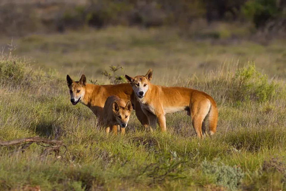 Northern Hairy‑Nosed Wombat: From ~35 To Over 400 — A Fragile Conservation Triumph