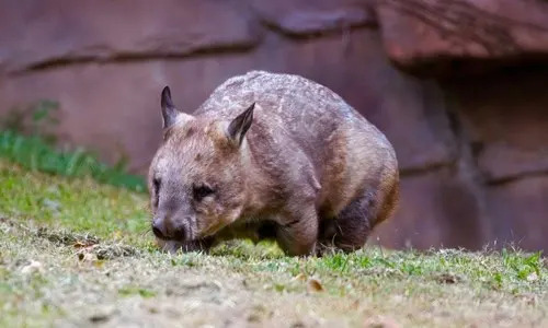 Northern Hairy‑Nosed Wombat: From ~35 To Over 400 — A Fragile Conservation Triumph