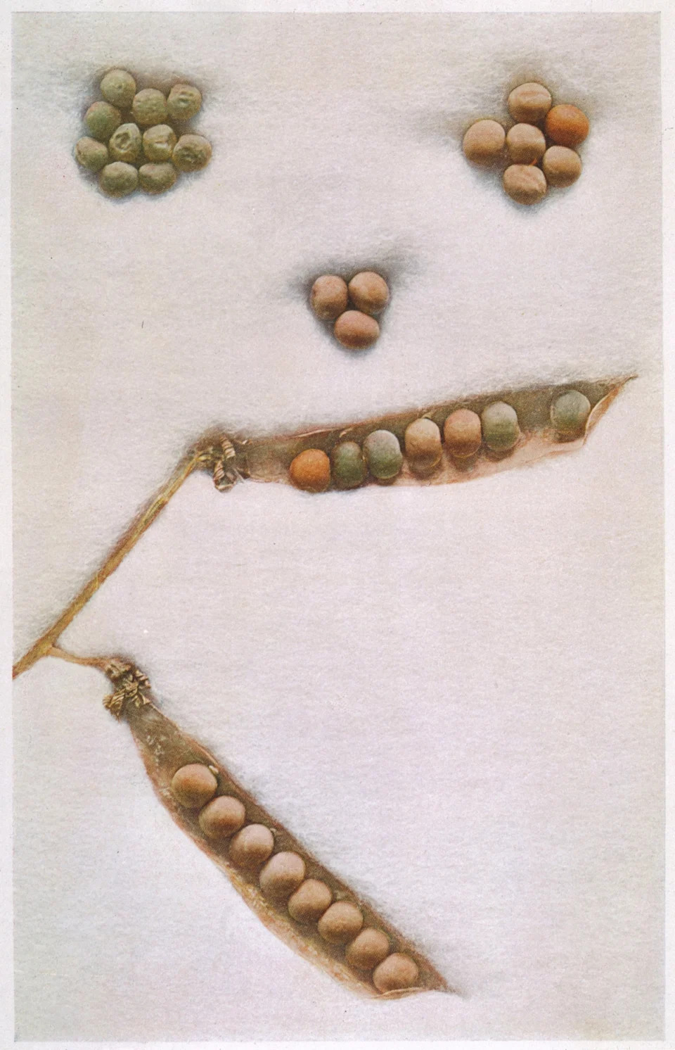 How Gregor Mendel’s Pea Experiments Laid the Groundwork for Modern Genetics