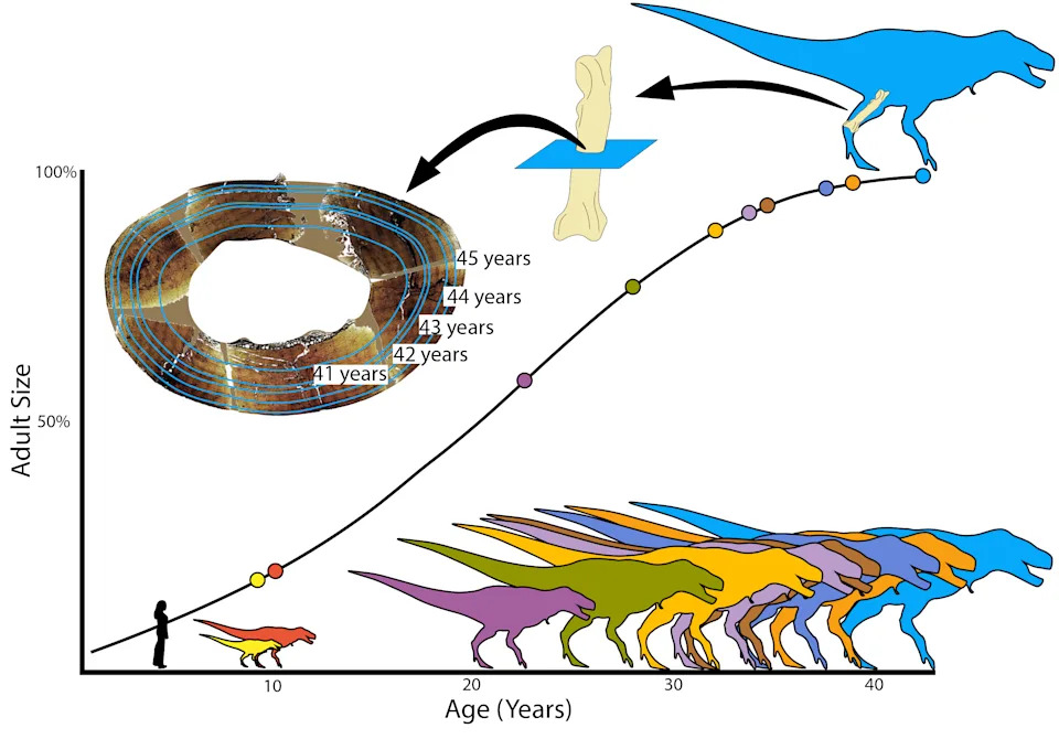 T. rex May Have Taken 40 Years To Reach Full Size, Study Finds