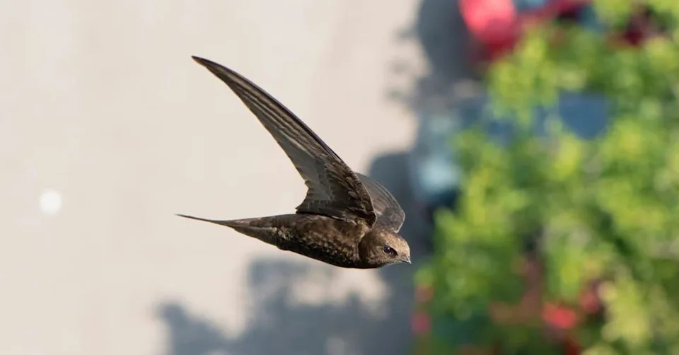 The Ten-Month Marathon: Meet the Bird That Lives Almost Its Entire Life in the Sky