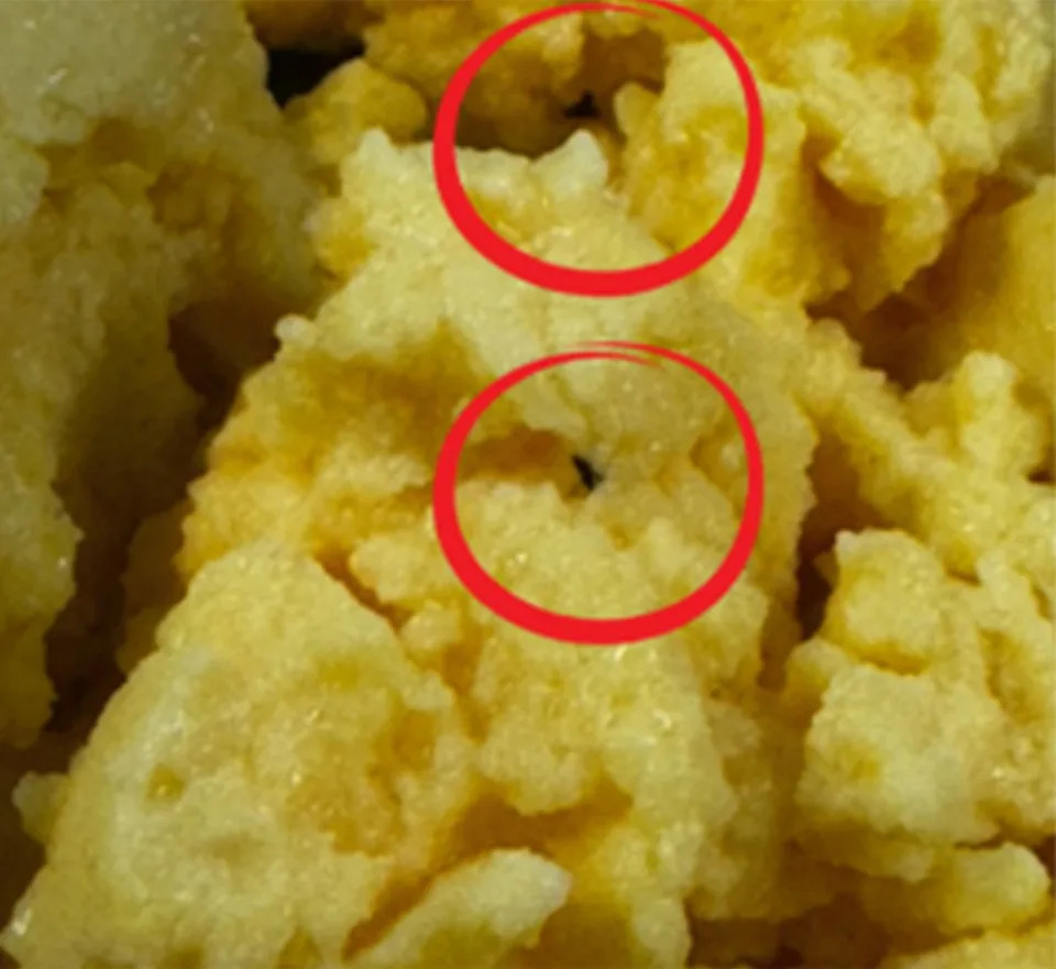 Maggot-Infested Meals Halt $1B Queensland Project as Union Demands Food-Safety Audits