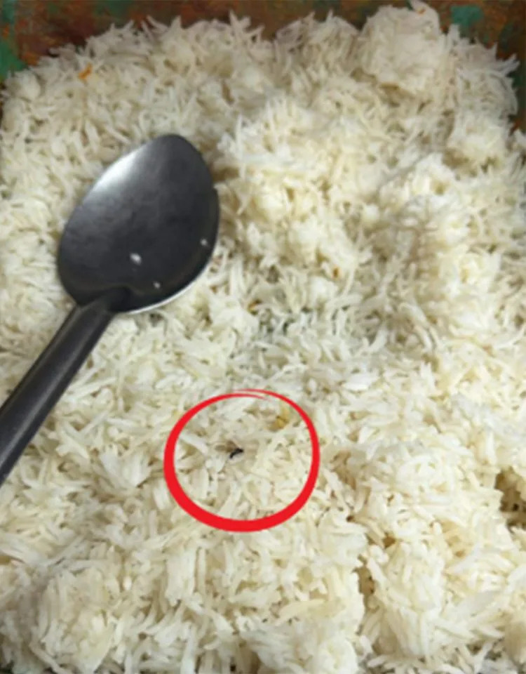 Maggot-Infested Meals Halt $1B Queensland Project as Union Demands Food-Safety Audits