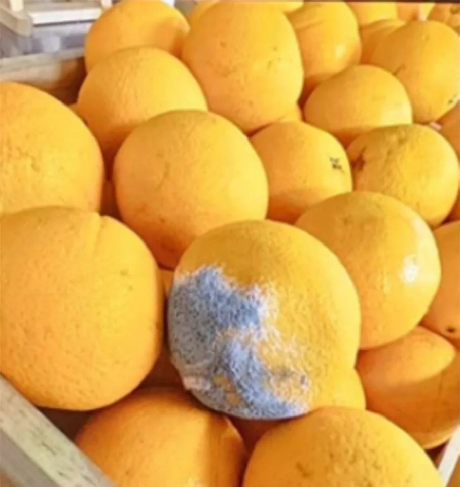 Maggot-Infested Meals Halt $1B Queensland Project as Union Demands Food-Safety Audits