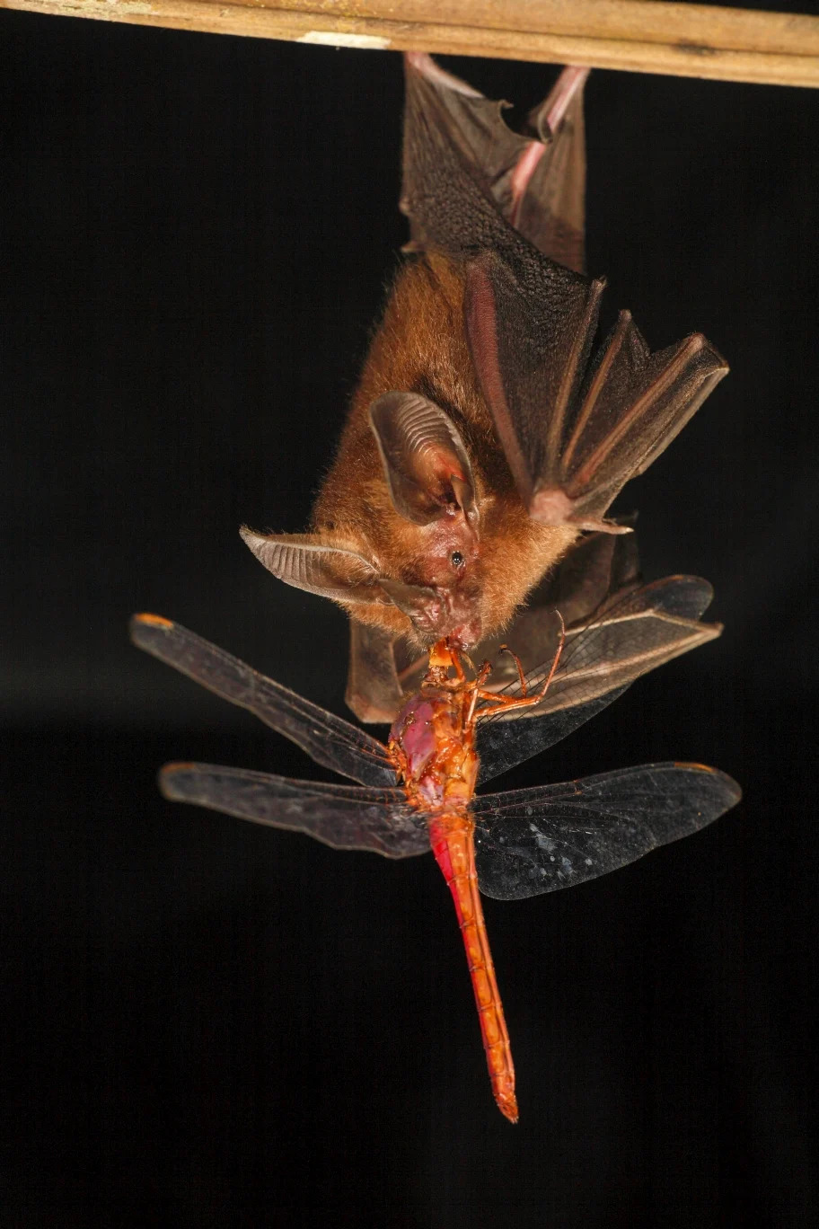 Robot Bat Reveals How Bats Hunt in Total Darkness