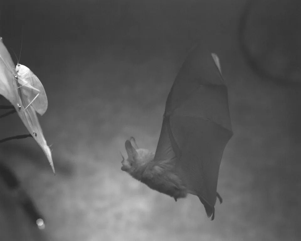 Robot Bat Reveals How Bats Hunt in Total Darkness