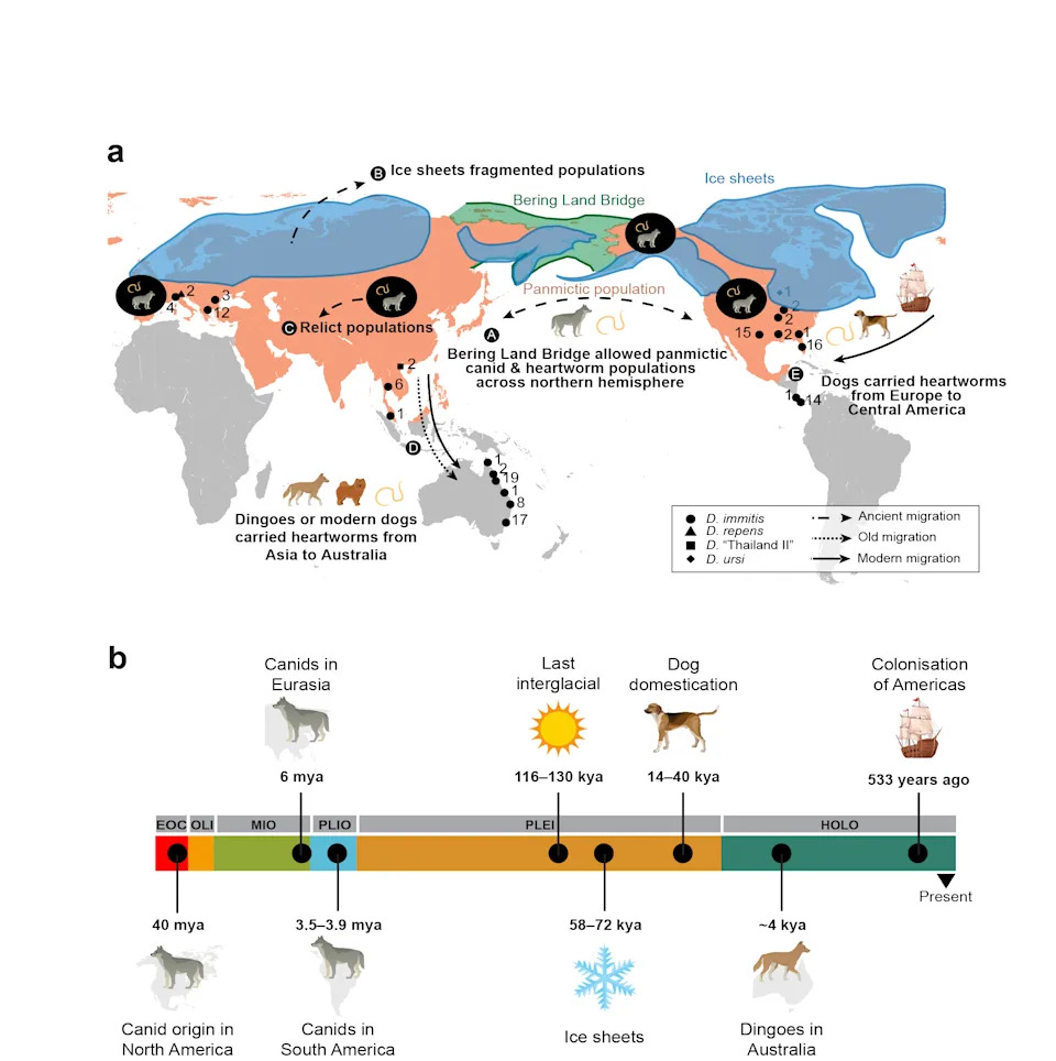 Ancient Origins of the ‘Spaghetti’ Heartworm Found — Possible Link to Dingoes
