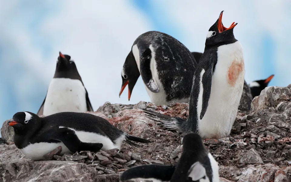 Antarctic Penguins Are Breeding Weeks Earlier — Climate Change Could Push Species Into Competition