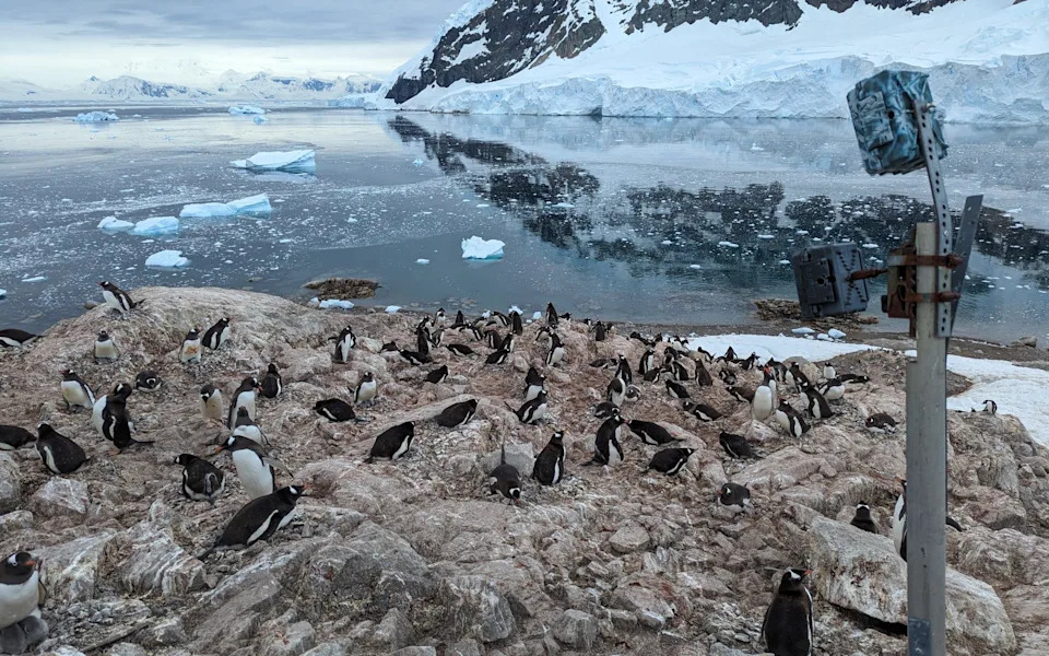Antarctic Penguins Are Breeding Weeks Earlier — Climate Change Could Push Species Into Competition