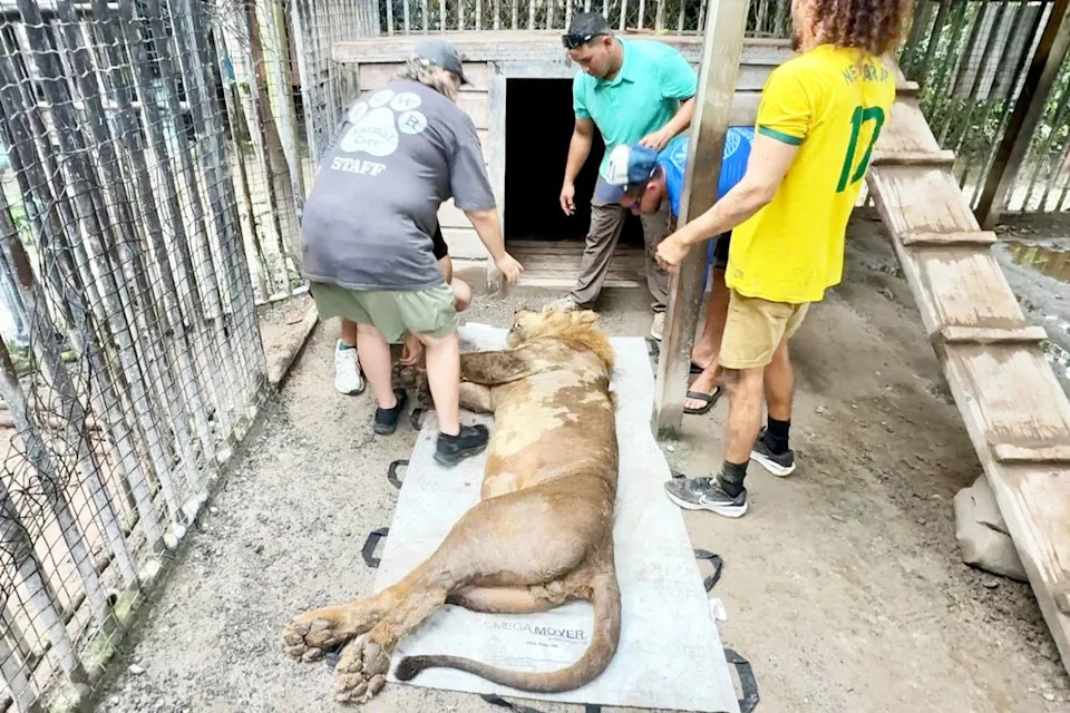 Historic Rescue: Three African Lions Relocated From Honduras to Arkansas Sanctuary
