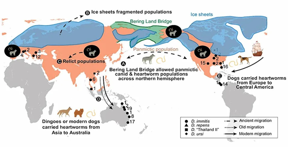 Heartworms May Be Millions Of Years Older Than We Thought — Genomes Reveal Distinct Continental Lineages