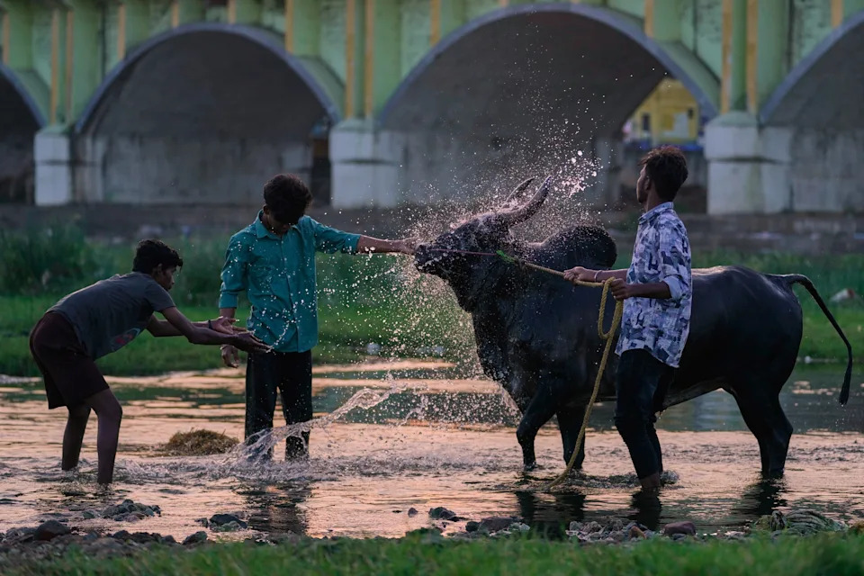 Jallikattu at Pongal: Centuries-Old Bull Festival in Tamil Nadu Draws Crowds Despite Protests