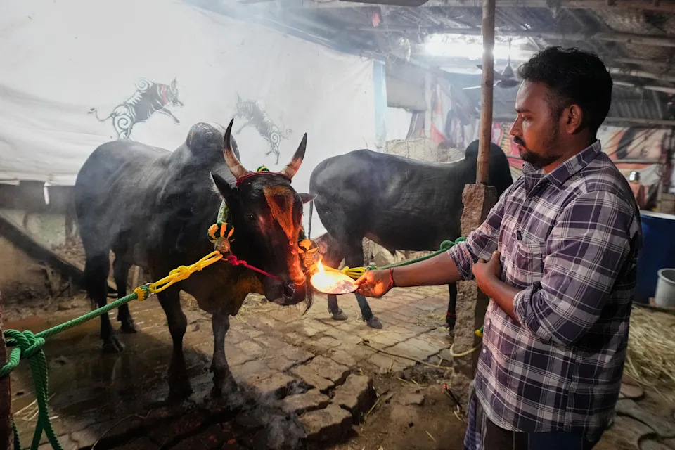 Jallikattu at Pongal: Centuries-Old Bull Festival in Tamil Nadu Draws Crowds Despite Protests