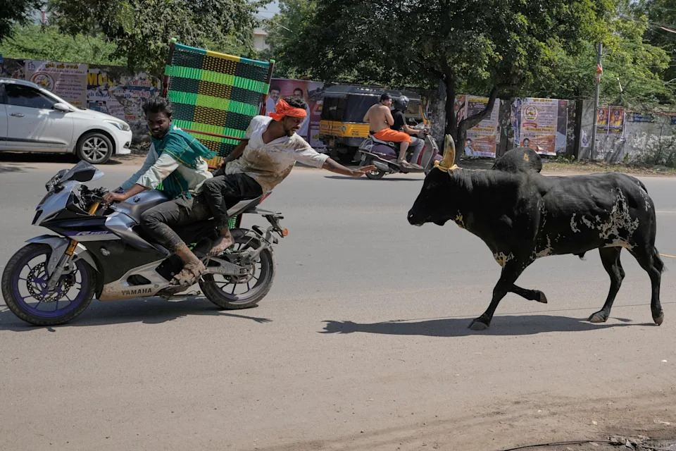 Jallikattu at Pongal: Centuries-Old Bull Festival in Tamil Nadu Draws Crowds Despite Protests