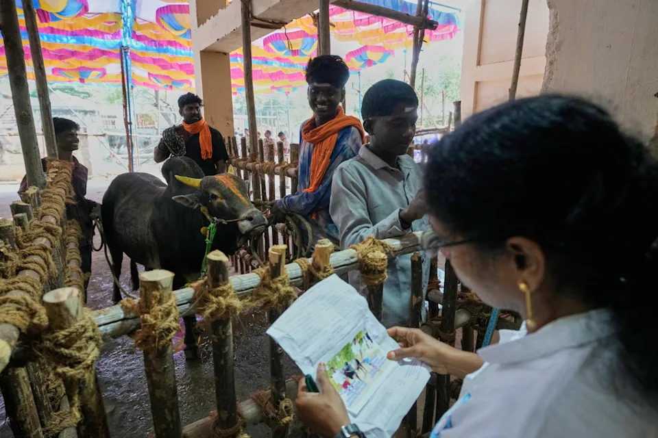 Jallikattu at Pongal: Centuries-Old Bull Festival in Tamil Nadu Draws Crowds Despite Protests