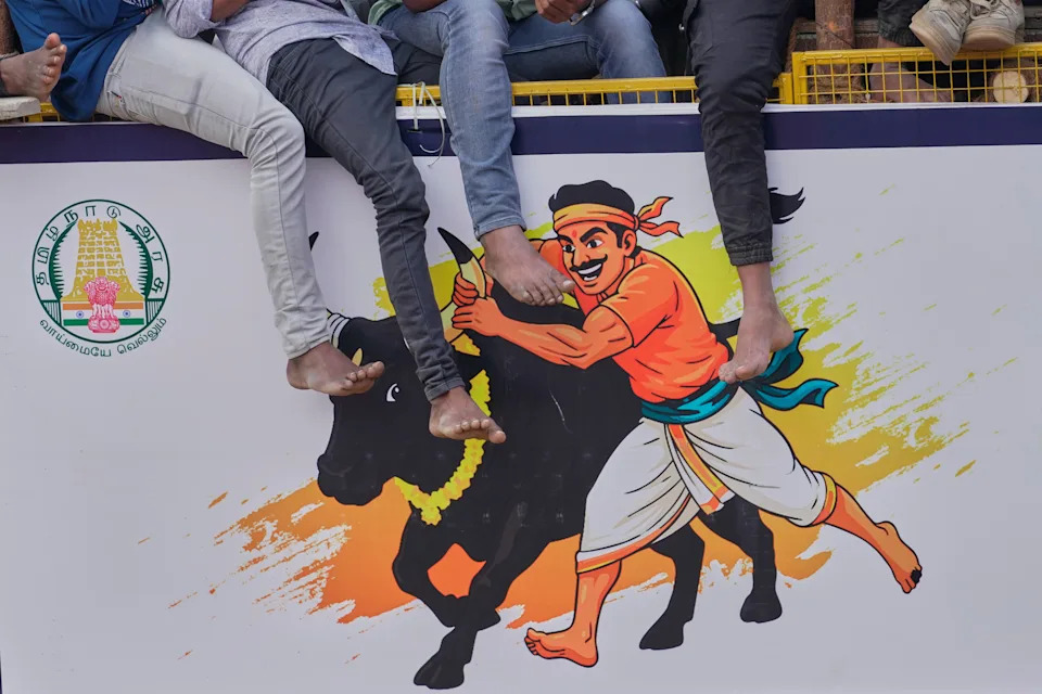 Jallikattu at Pongal: Centuries-Old Bull Festival in Tamil Nadu Draws Crowds Despite Protests