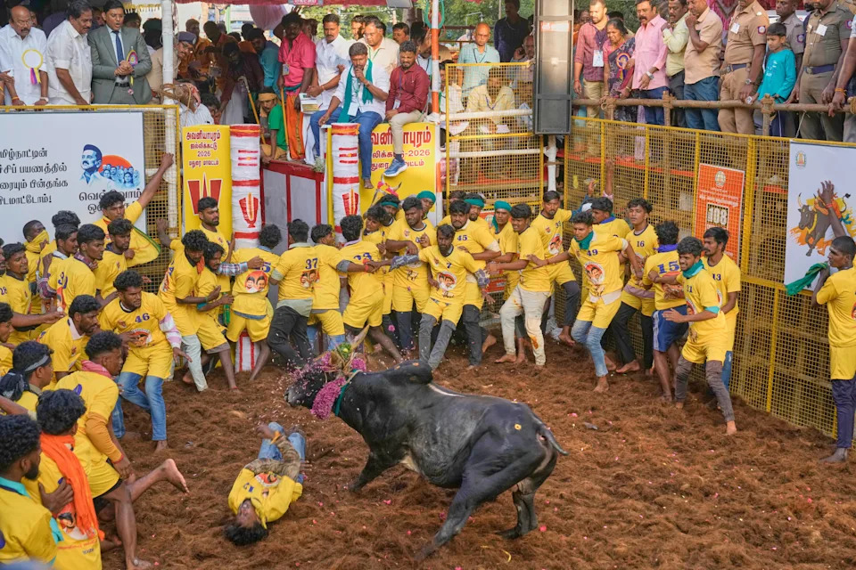 Jallikattu at Pongal: Centuries-Old Bull Festival in Tamil Nadu Draws Crowds Despite Protests