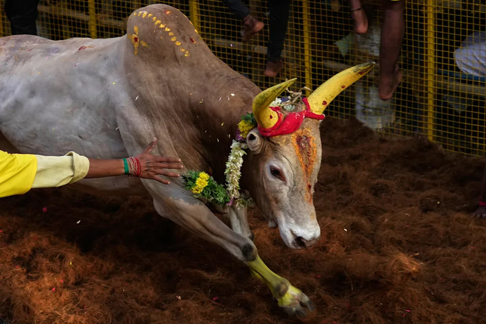 Jallikattu at Pongal: Centuries-Old Bull Festival in Tamil Nadu Draws Crowds Despite Protests