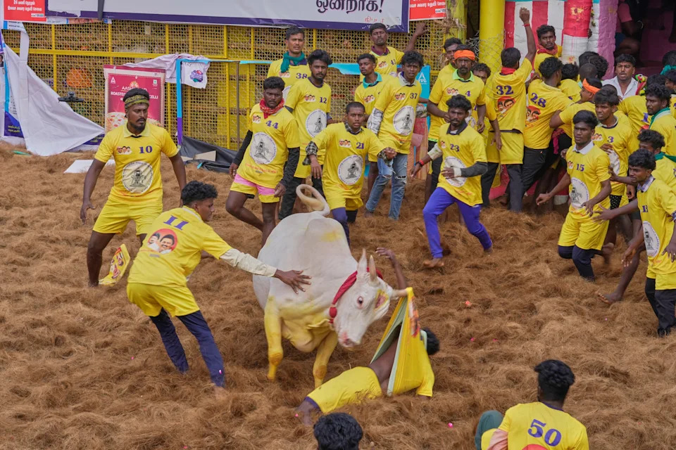 Jallikattu at Pongal: Centuries-Old Bull Festival in Tamil Nadu Draws Crowds Despite Protests