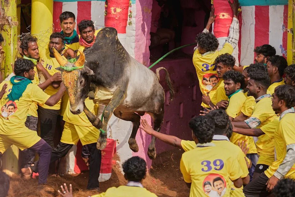 Jallikattu at Pongal: Centuries-Old Bull Festival in Tamil Nadu Draws Crowds Despite Protests