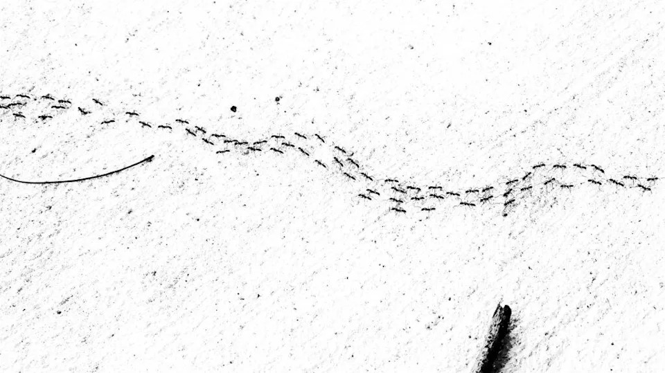 How Ants Build Complex Traffic Networks Without Any Leaders