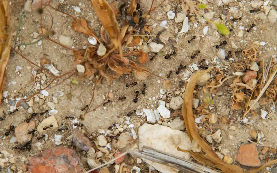 How Ants Build Complex Traffic Networks Without Any Leaders