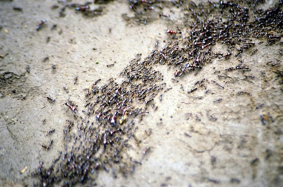 How Ants Build Complex Traffic Networks Without Any Leaders