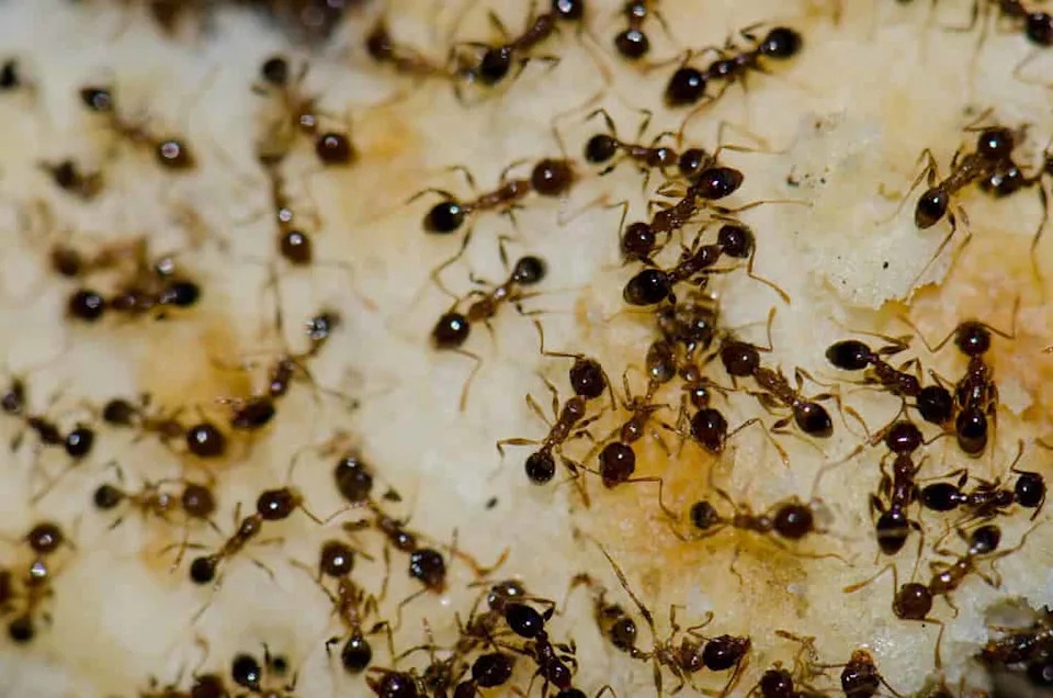 How Ants Build Complex Traffic Networks Without Any Leaders