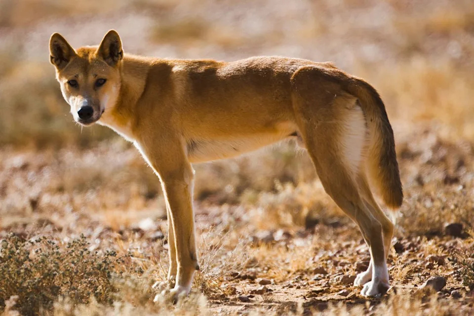 19-Year-Old Canadian Found Dead on K'gari Beach Surrounded by Dingoes; Family Says She 