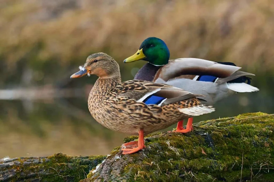 Reverse Spirals and Dead‑End Pockets: How Female Ducks Influence Which Males Father Their Young
