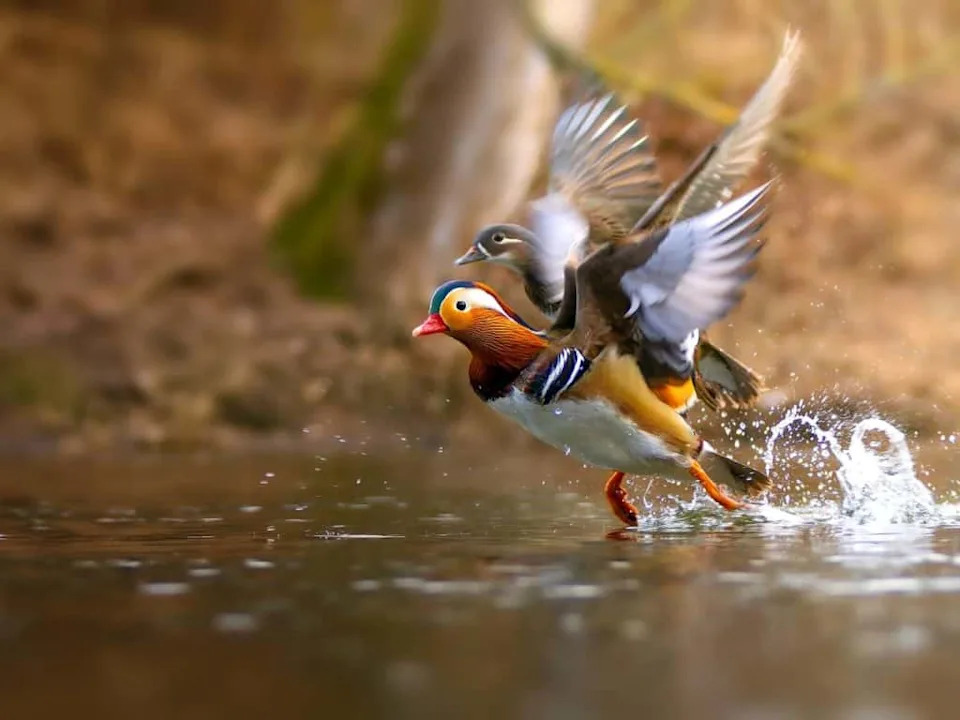 Reverse Spirals and Dead‑End Pockets: How Female Ducks Influence Which Males Father Their Young