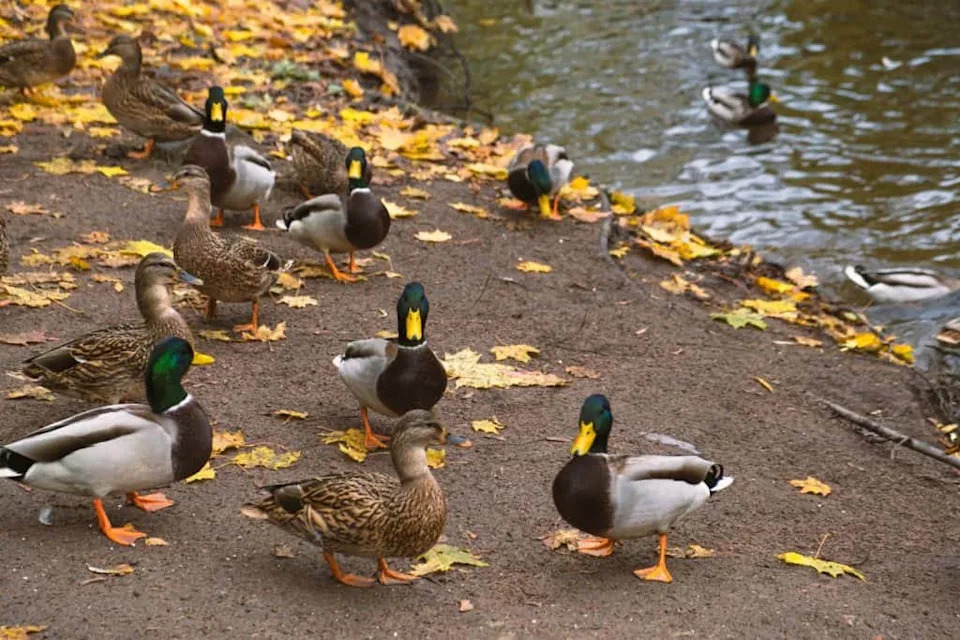 Reverse Spirals and Dead‑End Pockets: How Female Ducks Influence Which Males Father Their Young