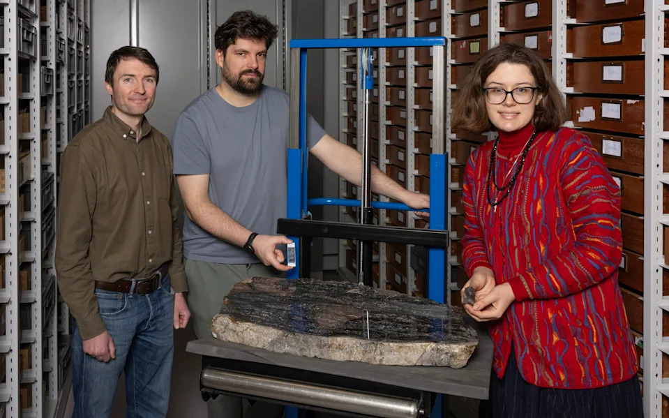 Ancient 26‑ft Giant Reclassified — Prototaxites Placed in an Entirely New Extinct Branch of Life