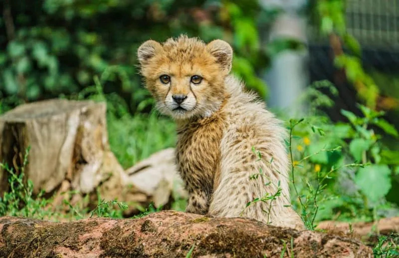 Aging Zoo Populations Threaten Conservation — Study Says Targeted Culls May Be Needed