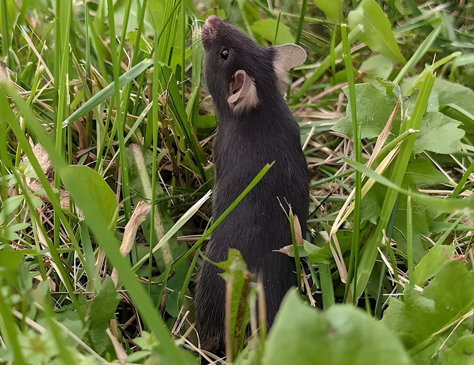 Lab Mice That 'Touch Grass' Are Less Anxious — And That Could Change How We Test Drugs