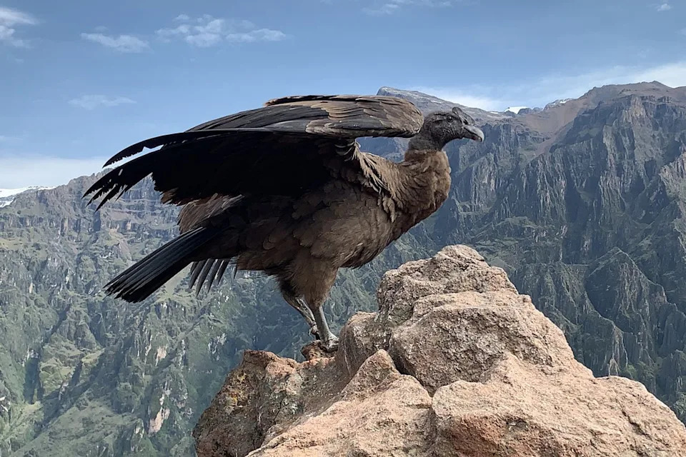 Three 10‑Foot Wingspan Andean Condors Released Into Chilean Patagonia to Boost Vulnerable Population