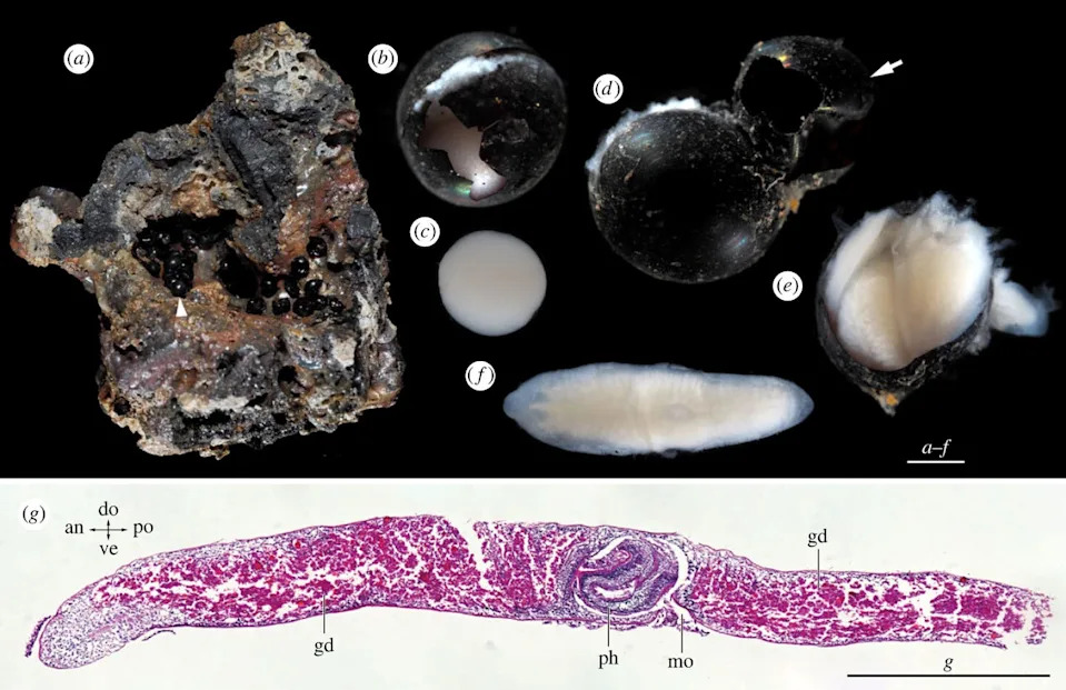 Jet‑Black Cocoons From the Ocean Abyss Yield a Previously Unknown Deep‑Sea Flatworm