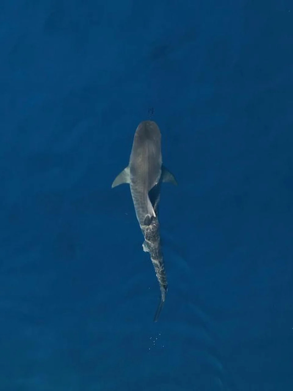 Confirmed: ‘Sharktober’ — Tiger Shark Bites in Hawaii Spike Every October